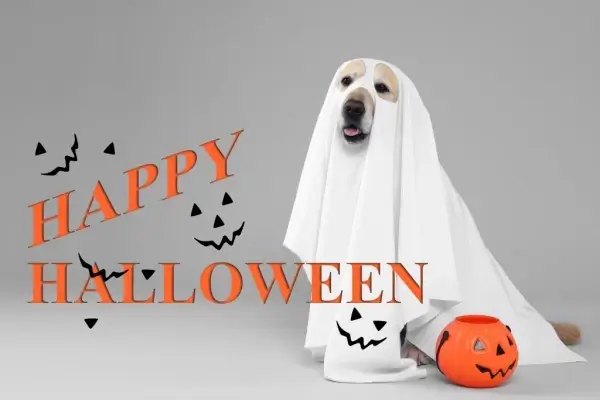 Happy Halloween from BMG Home Loans